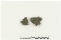 藏品(臺灣旋齒蘚)的圖片